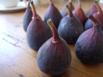 Baby Figs