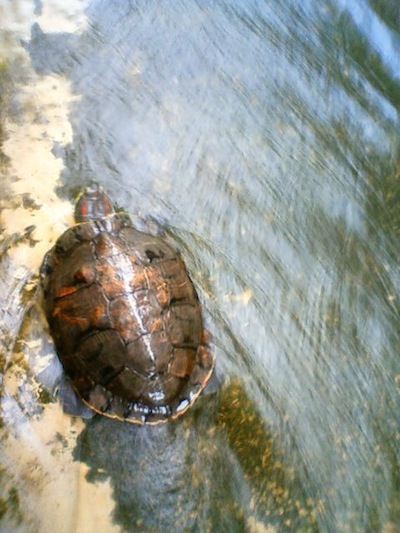 Trachemys scripta