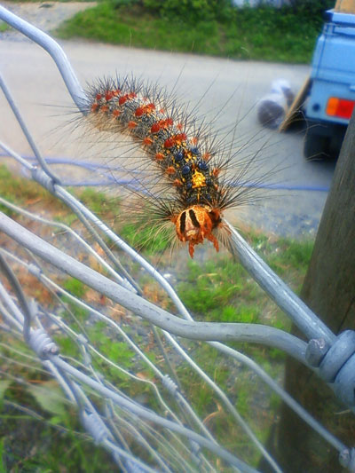 hairy caterpillar
