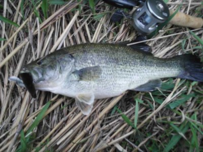 bass